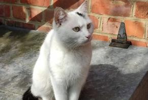 Disappearance alert Cat Female , 4 years Nivelles Belgium