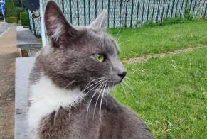 Disappearance alert Cat Male , 2 years La Louvière Belgium