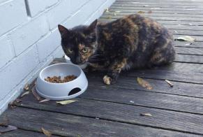 Discovery alert Cat miscegenation Female , 1 year Éghezée Belgium