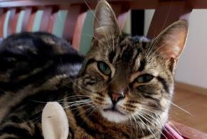 Disappearance alert Cat Male , 1 years Hamois Belgium