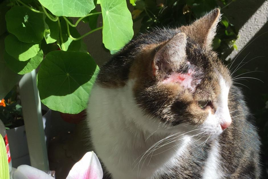 Disappearance alert Cat Female , 16 years Chêne-Bourg Switzerland