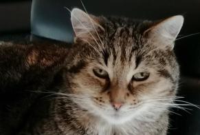 Disappearance alert Cat Male , 14 years Assesse Belgium