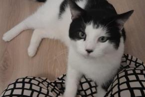 Disappearance alert Cat Male , 3 years Venoy France