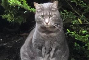 Disappearance alert Cat  Male , 3 years Rouen France