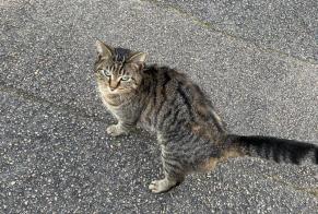 Discovery alert Cat  Female Saint-Georges-sur-Baulche France