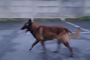 Discovery alert Dog  Male Le Raincy France