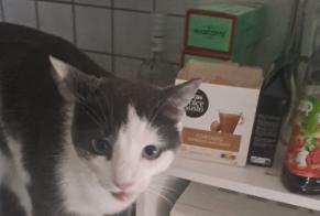 Disappearance alert Cat  Male , 3 years Vevey Switzerland