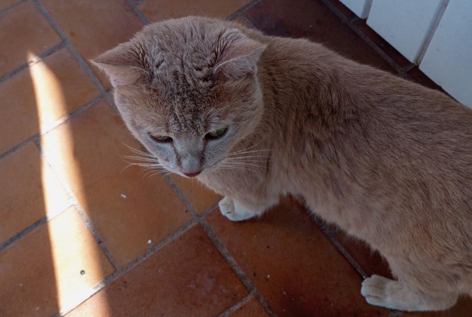 Disappearance alert Cat miscegenation Male , 1 years Le Cannet-des-Maures France