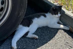 Discovery alert Cat Male Conthey Switzerland