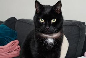 Disappearance alert Cat Male , 7 years Namur Belgium
