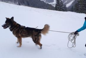 Disappearance alert Dog miscegenation Male , 4 years Saint-Gervais-les-Bains France