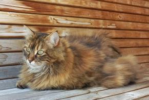 Disappearance alert Cat miscegenation Female , 6 years Corminboeuf Switzerland