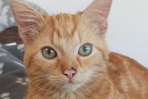 Disappearance alert Cat Male , 3 years Saint-Nicolas Belgium