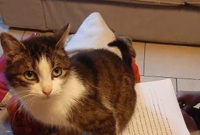 Disappearance alert Cat  Female , 17 years Boussu Belgium