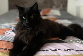 Disappearance alert Cat miscegenation Male , 3 years Saubion France