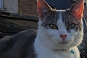 Disappearance alert Cat Male , 1 years Sambreville Belgium