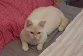 Disappearance alert Cat  Male , 1 years Puissalicon France