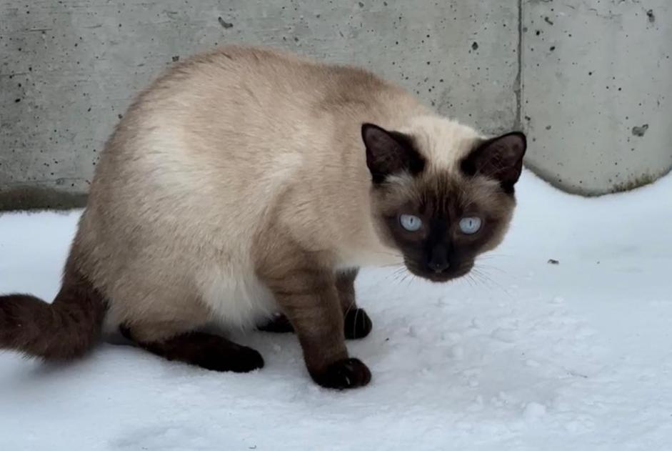 Disappearance alert Cat  Female , 1 years Donneloye Switzerland