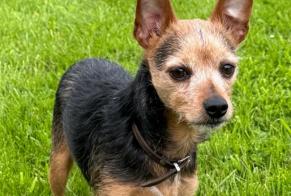 Disappearance alert Dog miscegenation Male , 9 years Ferrières Belgium