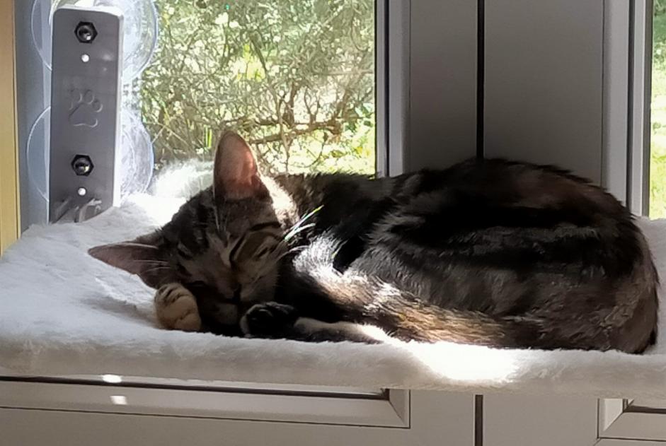 Disappearance alert Cat  Female , 1 years Soustons France