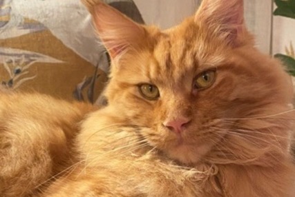 Disappearance alert Cat  Male , 4 years La Frette-sur-Seine France