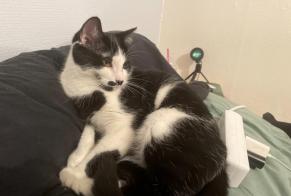 Disappearance alert Cat Male , 1 years Écommoy France