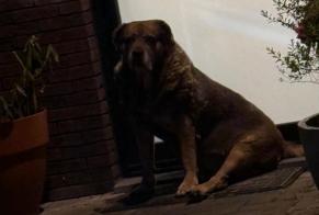 Discovery alert Dog miscegenation Male Estaimpuis Belgium