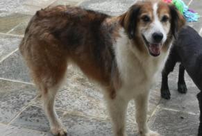 Disappearance alert Dog miscegenation Female , 9 years Lubersac France