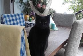 Disappearance alert Cat Female , 11 years San-Nicolao France