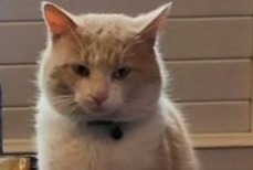 Disappearance alert Cat Male , 3 years Saint-Doulchard France