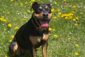 Disappearance alert Dog miscegenation Female , 1 years Rochefort Switzerland