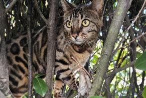 Disappearance alert Cat  Female , 2 years Bercher Switzerland