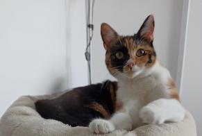 Disappearance alert Cat Female , 1 years Poissy France