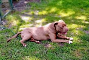 Discovery alert Dog miscegenation Male , 1 year Garigny France