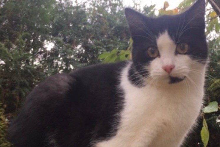 Disappearance alert Cat Male , 6 years Nuvilly Switzerland