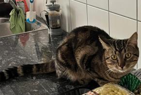 Disappearance alert Cat  Male , 1 years Renens Switzerland