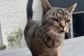 Discovery alert Cat Female Ottignies-Louvain-la-Neuve Belgium