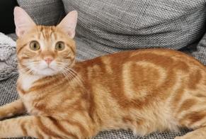 Disappearance alert Cat Male , 5 years Martigny Switzerland