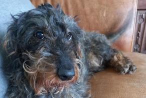 Disappearance alert Dog  Male , 11 years Havelange Belgium