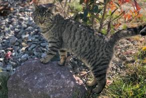 Disappearance alert Cat  Male , 4 years Collonges Switzerland