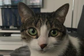 Disappearance alert Cat Female , 4 years Maisons-Alfort France