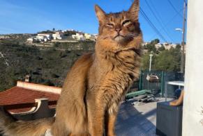 Discovery alert Cat  Unknown Marseille France