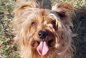 Disappearance alert Dog  Female , 7 years Villeneuve-de-la-Raho France