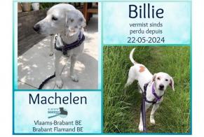 Disappearance alert Dog miscegenation Male , 6 years Bruxelles Belgium