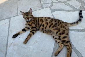 Disappearance alert Cat  Male , 4 years Arnouville France