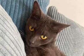 Disappearance alert Cat Male , 2 years Ennery France