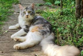Disappearance alert Cat Female , 7 years Namur Belgium