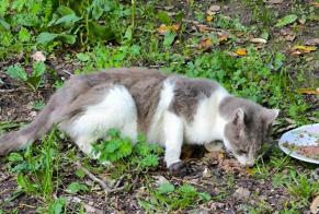 Discovery alert Cat Unknown La Barre-de-Monts France