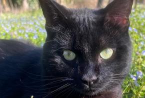 Disappearance alert Cat Male , 1 years Boucoiran-et-Nozières France