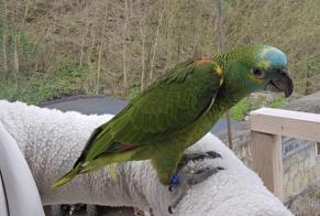 Disappearance alert Bird Male , 2024 years Liège Belgium